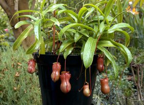 , .  Nepenthes.