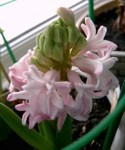 .  Hyacinthus