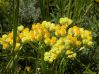  . Helichrysum arenarium