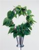 .  Philodendron