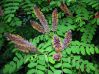  . Amorpha fruticosa