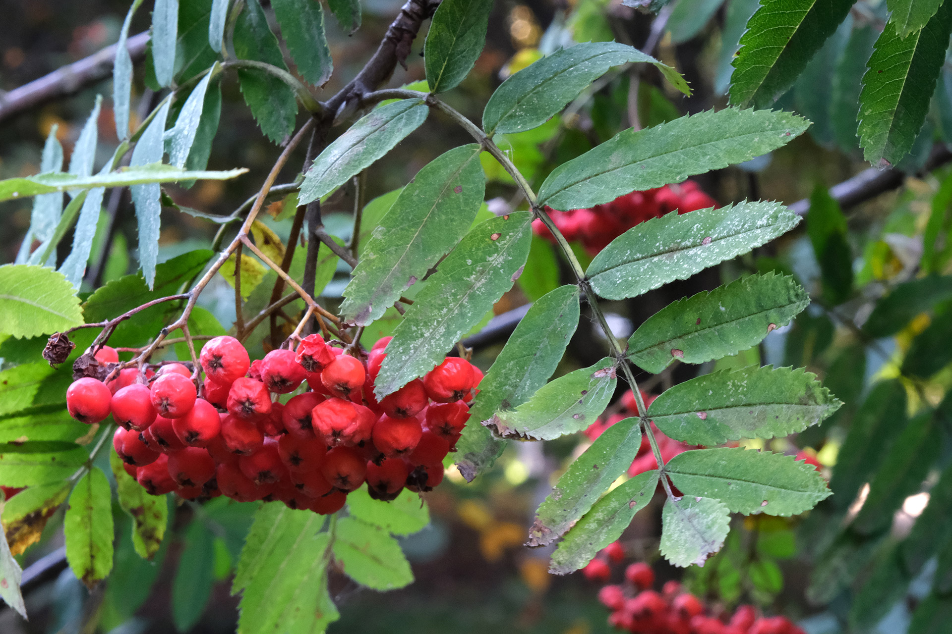 Рябина красная дерево. Рябина обыкновенная ветка. Рябина повислая. Sorbus aucuparia лист. Рябина обыкновенная дерево.