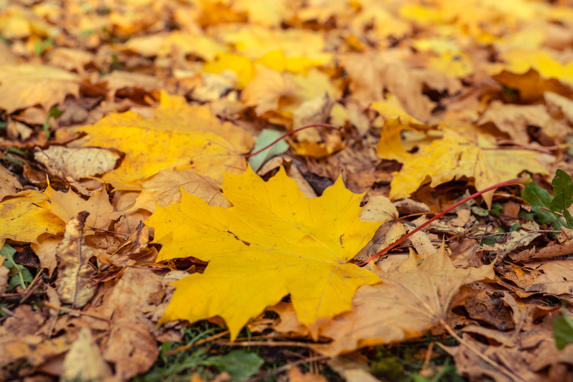Листья желтые оригинал слушать. Желтый лист. Осенние листья фото. Старый желтый лист. Осень list.