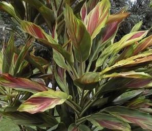 .  Cordyline