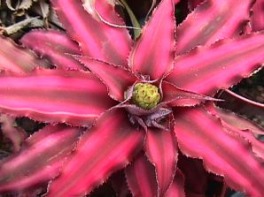 ,   .  Cryptanthus