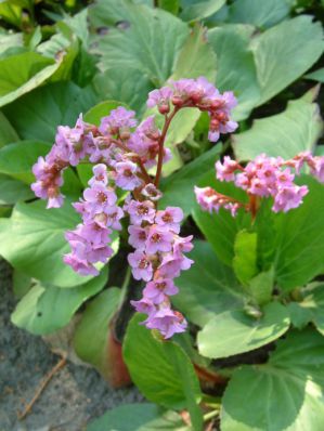  . Bergenia crassifolia