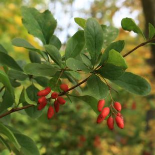  . Berberis vulgaris