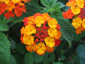 .  Lantana