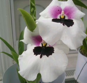 .  Miltonia