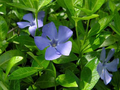  . Vinca minor