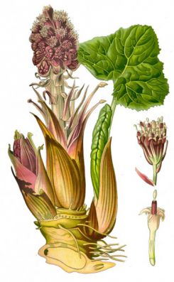  . Petasites hybridus