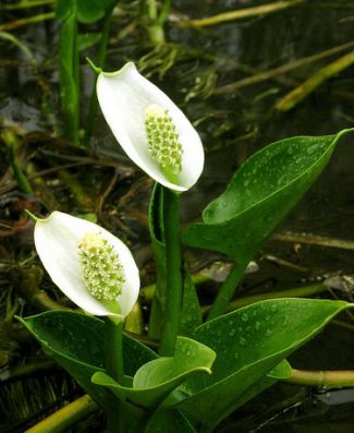  . Calla palustris