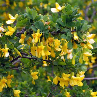  . Caragana arborescens