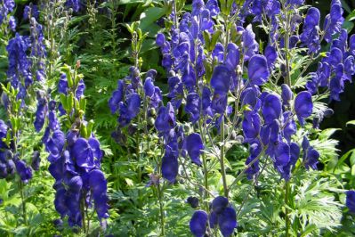  . Aconitum napellus