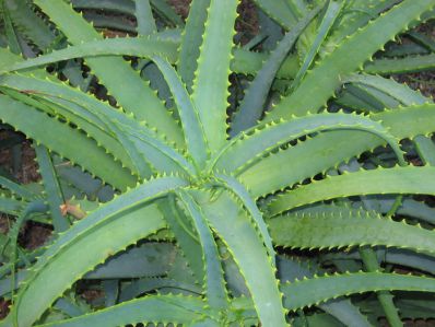  . Aloe arborescens