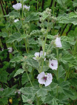  . Althaea officinalis