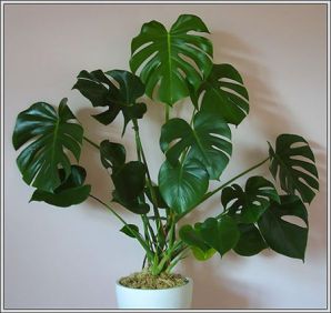 .  Monstera