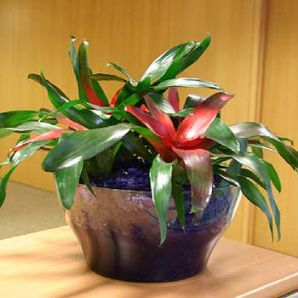 .  Neoregelia