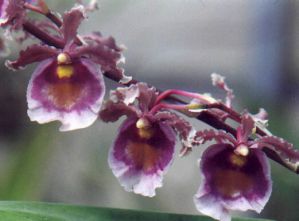 .  Odontoglossum