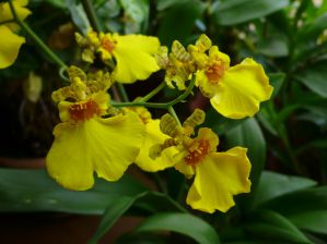 .  Oncidium