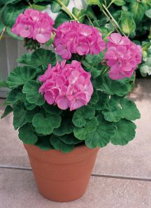 ,  .  Pelargonium