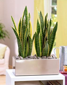 ,  ,  .  Sansevieria