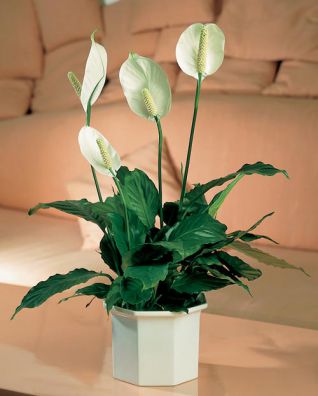 .  Spathiphyllum