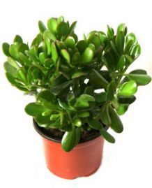 , ,  .  Crassula