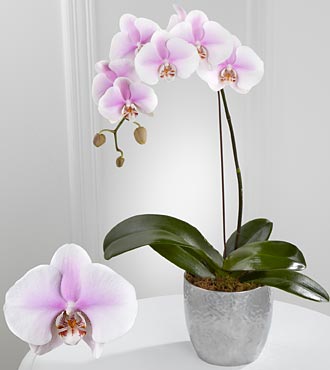 ,  . Phalaenopsis