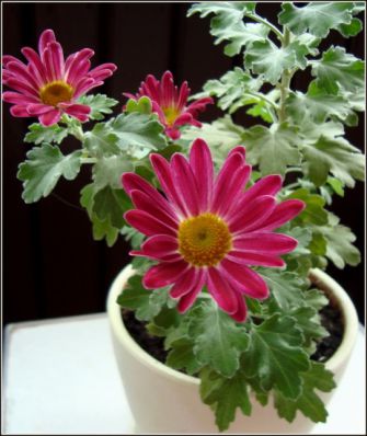 .  Chrysanthemum