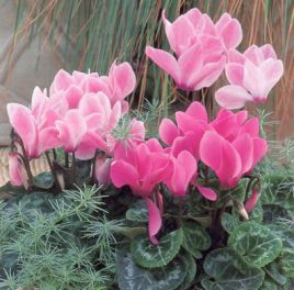 , ,  .  Cyclamen