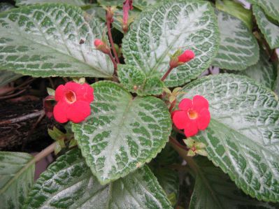 .  Episcia