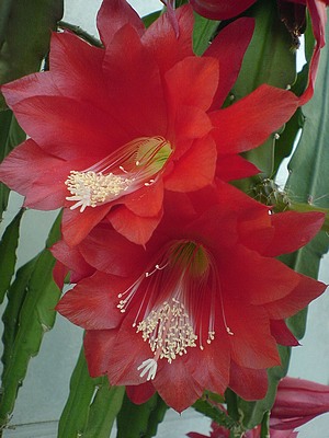 , .  Epiphyllum