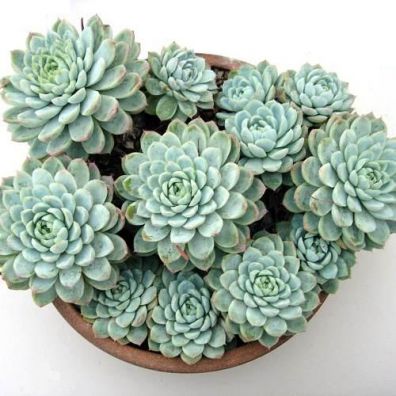 , .  Echeveria