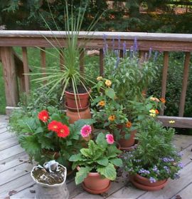 Полезно ли выносить комнатные растения на свежий воздух?