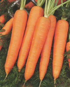 Лучшие семена и сорта моркови. Лучшие семена свеклы, репы, редьки и редиса