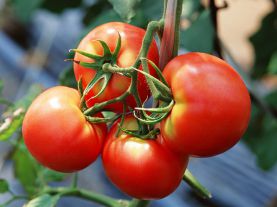 Сорта помидоров для открытого грунта