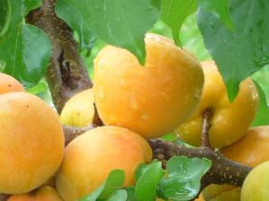 Абрикос. Сорта абрикоса
