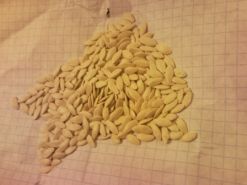 Как подготовить семена огурцов для посадки в грунт