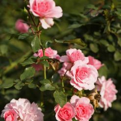 Полиантовые розы. Сорта полиантовых роз