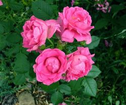 Парковые розы. Сорта парковых роз