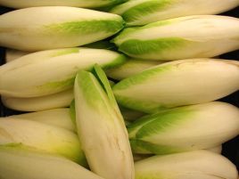 Цикорий салатный. Выращивание цикорного салата