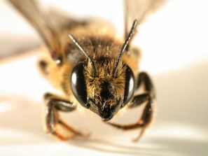 Пчелиный яд. Лечение пчелиным ядом