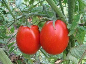 Как бороться с болезнями помидоров