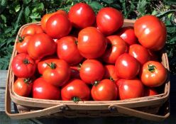 Как увеличить урожай томатов