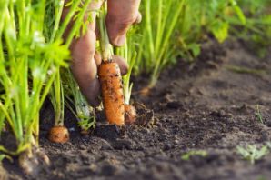 Как вырастить морковку на даче