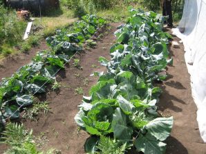 Размещение овощных культур на огороде