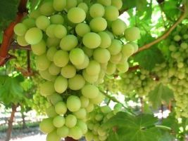 Удобрения для винограда