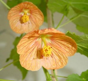 ,  . Abutilon