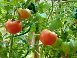Удобрения для помидоров в открытом грунте